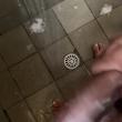 diogo_1712