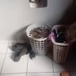 Mídia de rolao_vg22cm