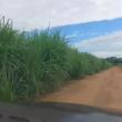 scorpiaonegro