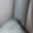 Mídia de dotado_8368