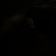 cachorro_909
