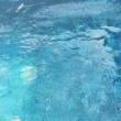 carinhoso_1986