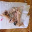 Mídia de casalsig1lo