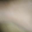 Mídia de cawboy_sigilo