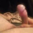 dentr_2238