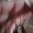dispor69