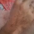 fantasia_4768