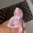 Mídia de grssta2