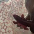 Mídia de magrincasado_123