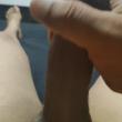 marceloptc3