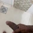 Mídia de nnovinho21cm