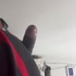 Mídia de novinho__dotadoo