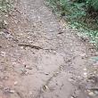
Bosque maia  foi a sena