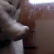 safado220_3647