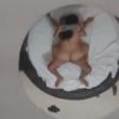 Mídia de zurocha19