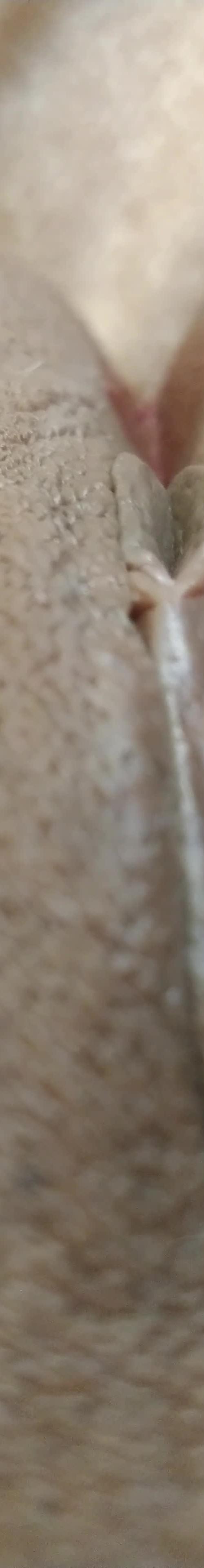 Mídia de camilaandlive