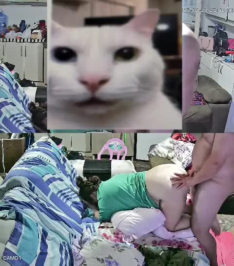 Mídia de casalpegacaototal