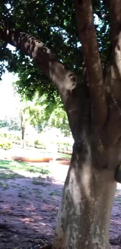 Mídia de querosoggsolteiro